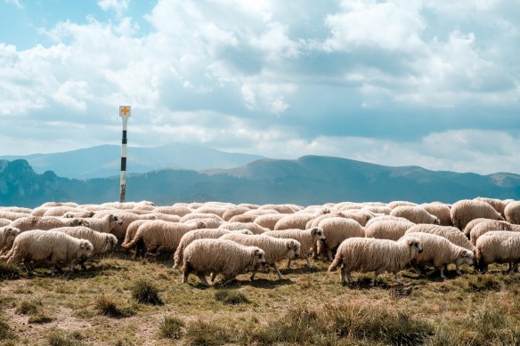 Die Herde folgt ihrem Hirten Foto: unsplash/Leo foureaux